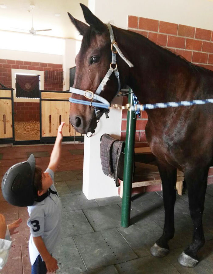 EQUUSRAZO