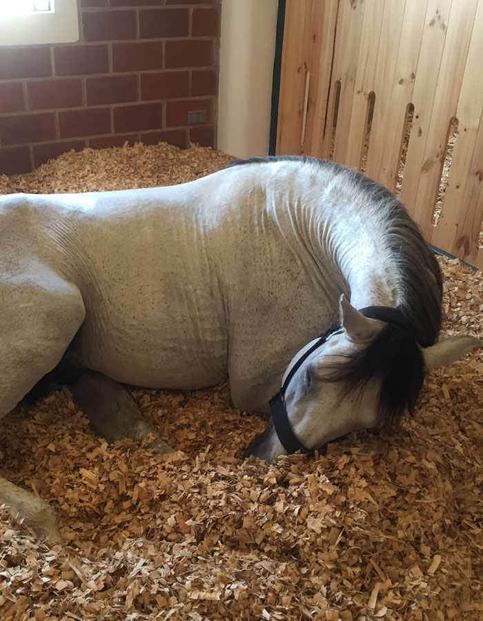 EQUUSRAZO