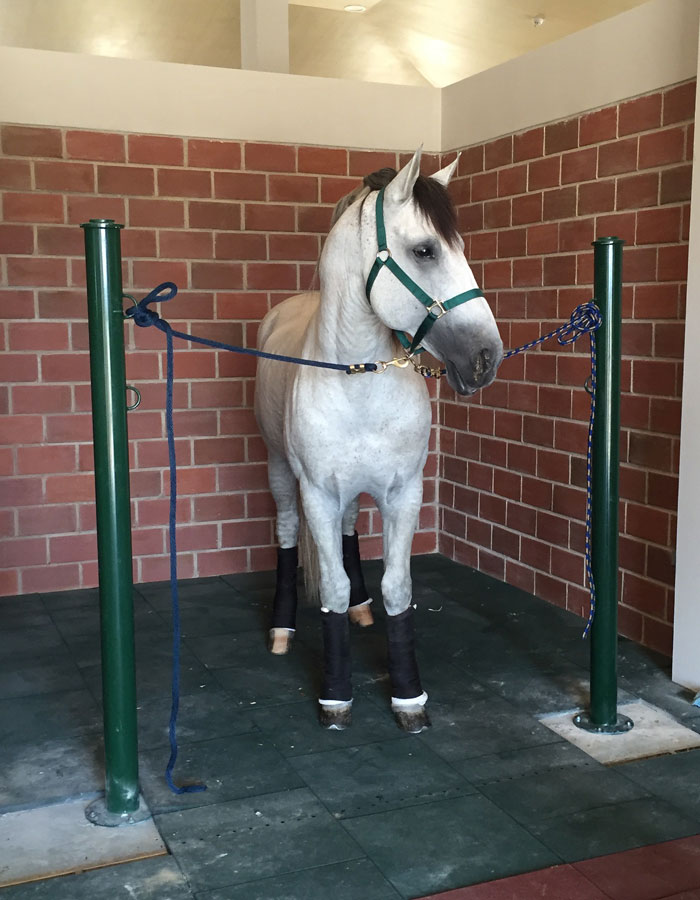 EQUUSRAZO